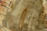 4.7" Petrified Wood (Araucaria) Slab - Madagascar  - #131406-1